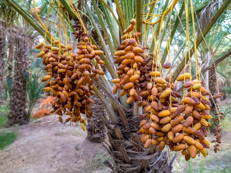 Palmeraie et régimes de dattes